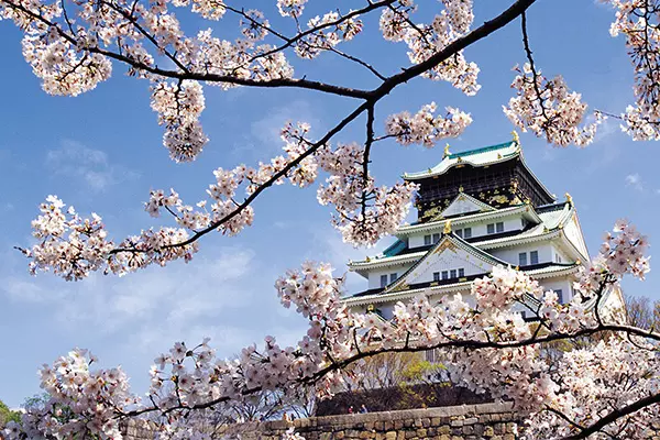 日本春季1天賞櫻之旅