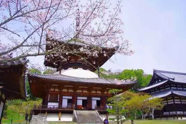 日本春季1天賞櫻之旅