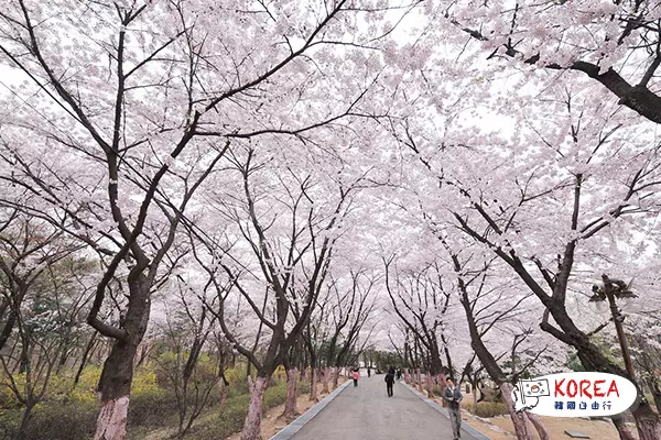 韓國“達美山杜鵑花海”、“陶唐山櫻花雪”1天體驗之旅