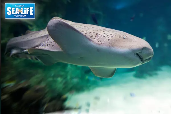 悉尼海洋生物水族館 Sea Life Sydney Aquarium