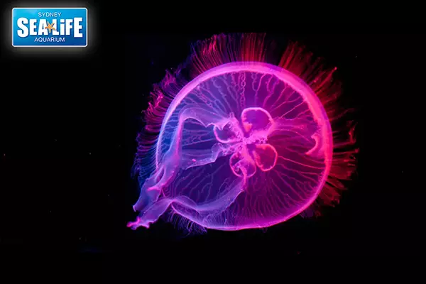 悉尼海洋生物水族館 Sea Life Sydney Aquarium
