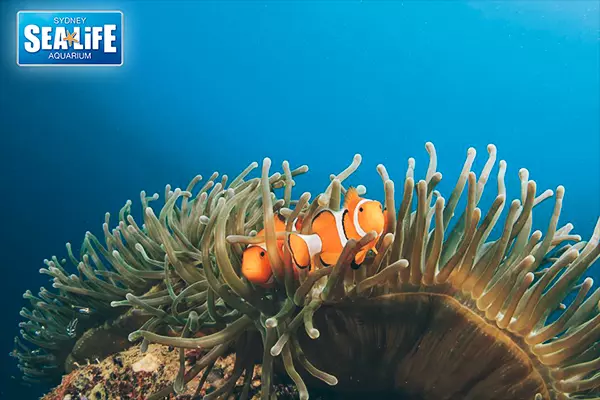 悉尼海洋生物水族館 Sea Life Sydney Aquarium