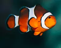 悉尼海洋生物水族館 Sea Life Sydney Aquarium