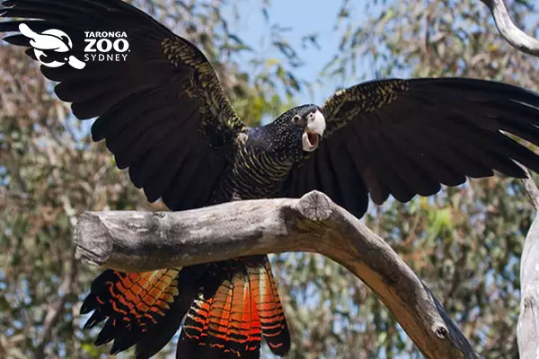 悉尼塔龍加動物園