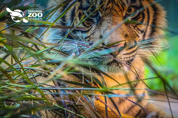 悉尼塔龍加動物園