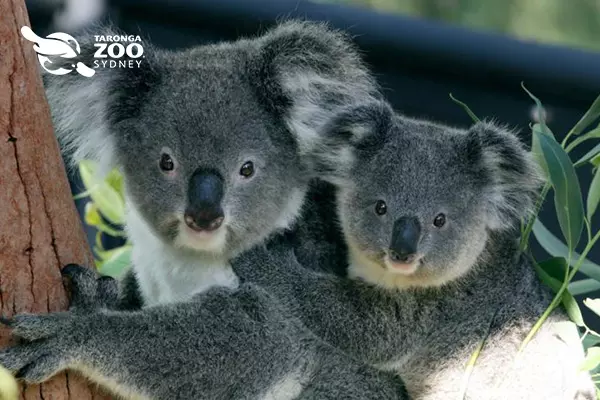 悉尼塔龍加動物園