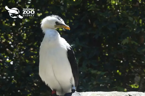 悉尼塔龍加動物園