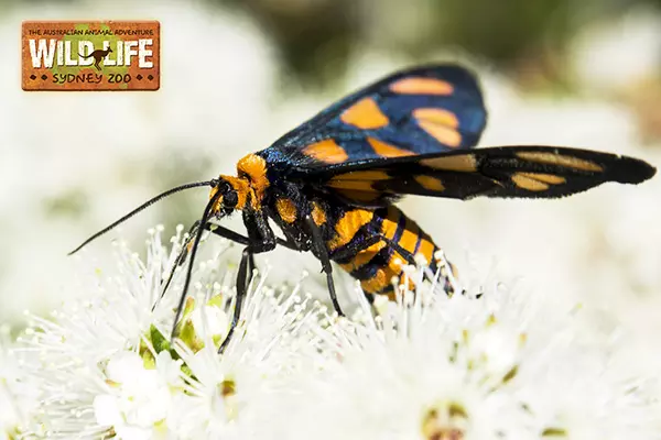 悉尼野生動物園