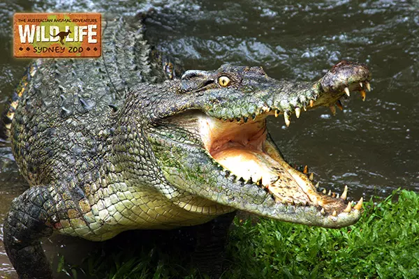 悉尼野生動物園