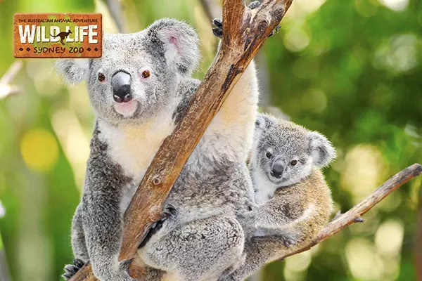 悉尼野生動物園