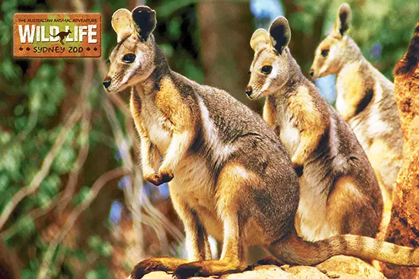 悉尼野生動物園