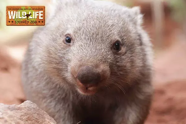 悉尼野生動物園