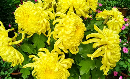 【一年一度菊花展】 中山2日1夜美食游 (深圳出發) - 招牌棟企雞 + 石岐乳鴿宴