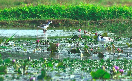 鳥結糖制作坊、豆美味豆品廠、雲泉仙館齋宴 一天遊