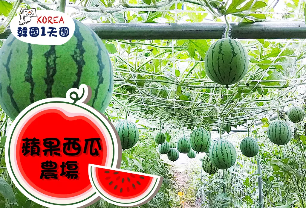 蘋果西瓜農場體驗 X 全州韓屋村 韓國夏日消暑1天團 (WM-01)
