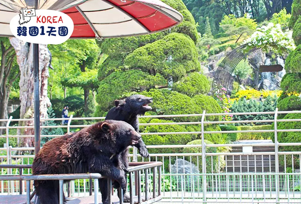 【療癒之旅】可愛韓國熊公園 X 湖畔RAIL BIKE X 浪漫五色星光花園夜燈節 (KSF-0110) 首爾出發