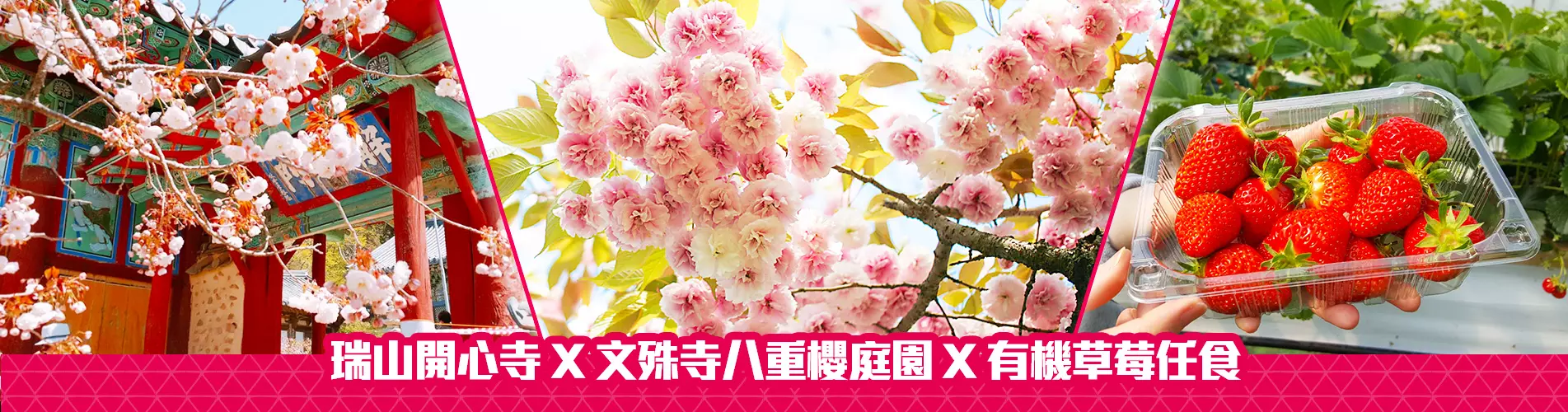 【八重櫻細賞】瑞山開心寺 X 文殊寺八重櫻庭園 X 有機草莓任食 一天團 (KSS-0109) 首爾出發