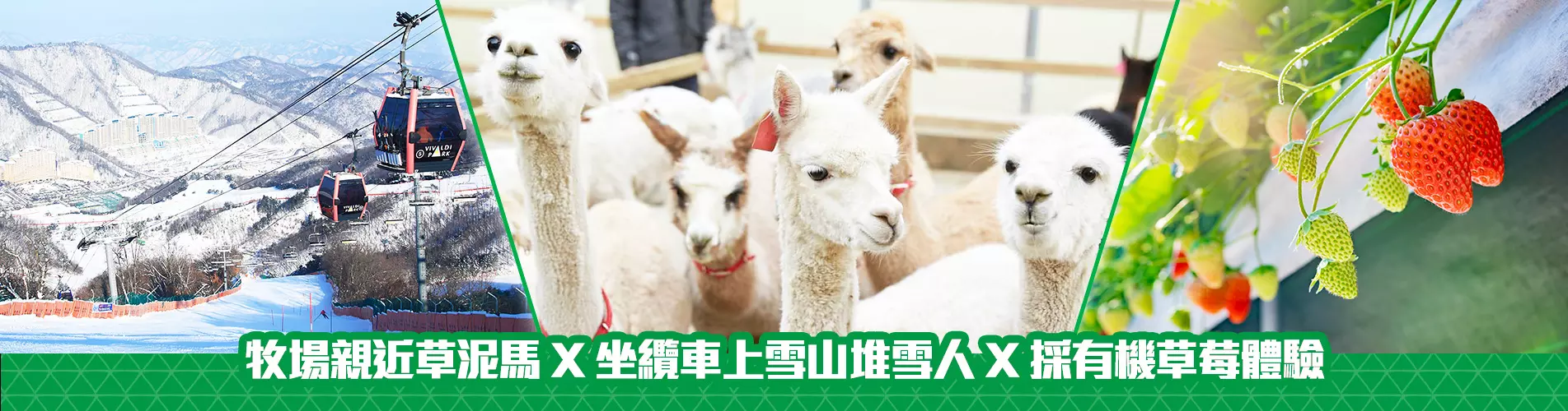 【雪戀草泥馬】牧場親近草泥馬 X 坐纜車上雪山堆雪人 X 採有機草莓體驗 一天遊 (KSW-0108) 首爾出發 【雪戀草泥馬】牧場親近草泥馬 X 坐纜車上雪山堆雪人 X 採有機草莓體驗 一天遊 (KSW-0108) 首爾出發