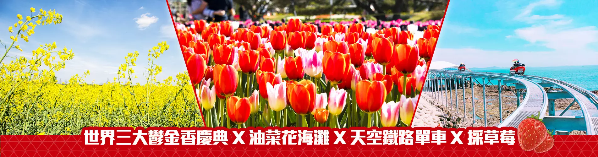 【春天好玩新感受】世界三大鬱金香慶典 X 油菜花海灘 X 天空鐵路單車 X 採草莓 一天遊 (KSS-0103) 首爾出發