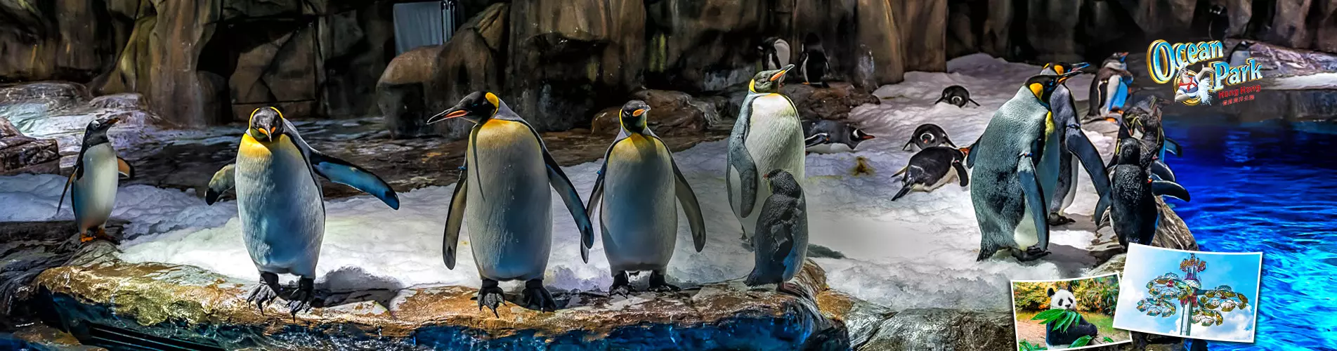香港海洋公園餐券 Hong Kong Ocean Park Meal Coupon 香港海洋公園餐券 Hong Kong Ocean Park Meal Coupon