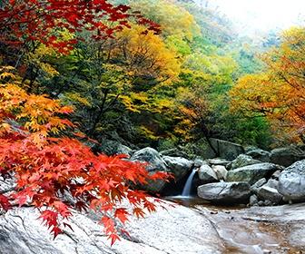 韓國1天遊·洪川金黃銀杏林 X 雪嶽山紅葉細賞