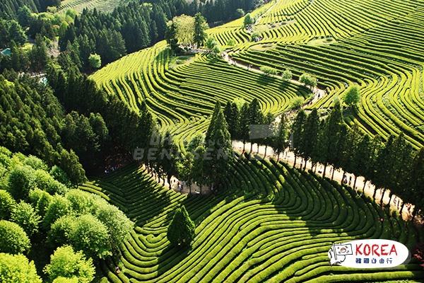 韓國寶城茶園1天體驗之旅