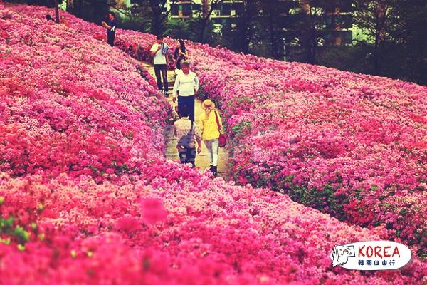 韓國“遠美山杜鵑花海”、“陶唐山櫻花雪”1天體驗之旅