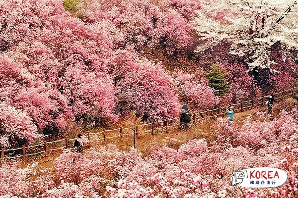 韓國“遠美山杜鵑花海”、“陶唐山櫻花雪”1天體驗之旅