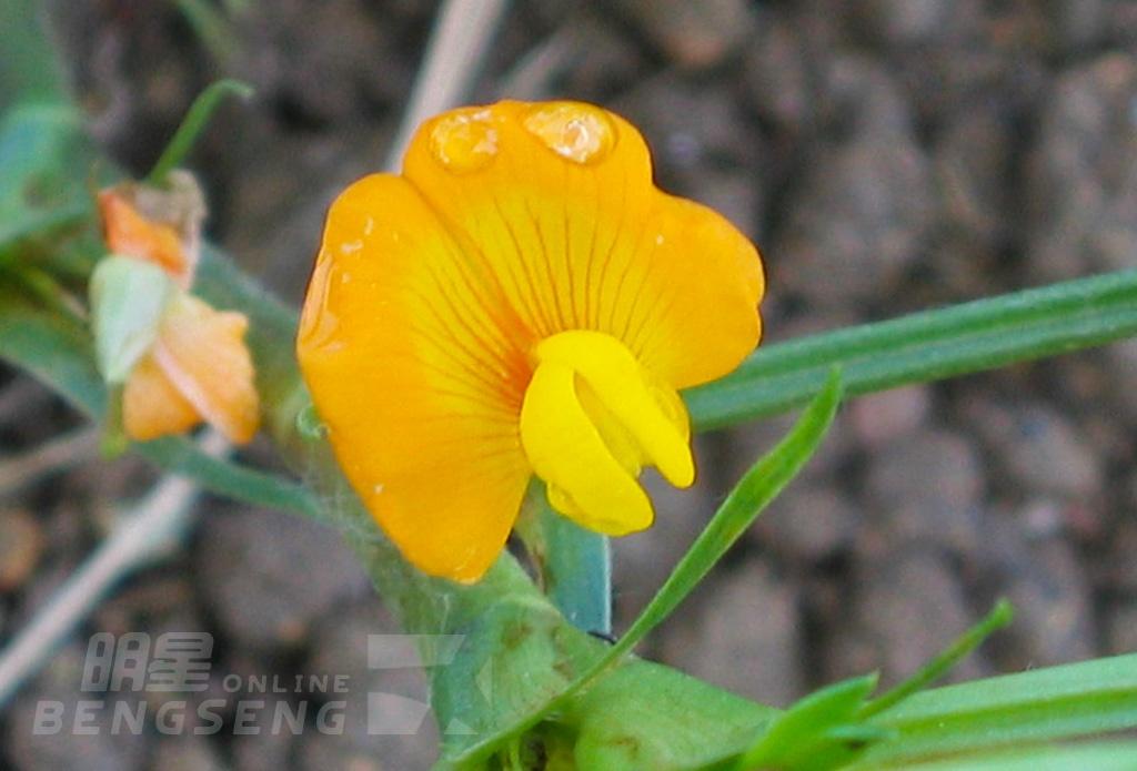 【自然風光】香港世界地質公園「西貢橋咀洲」、獅子會自然教育中心、海鮮風味宴  一天遊 (包團)