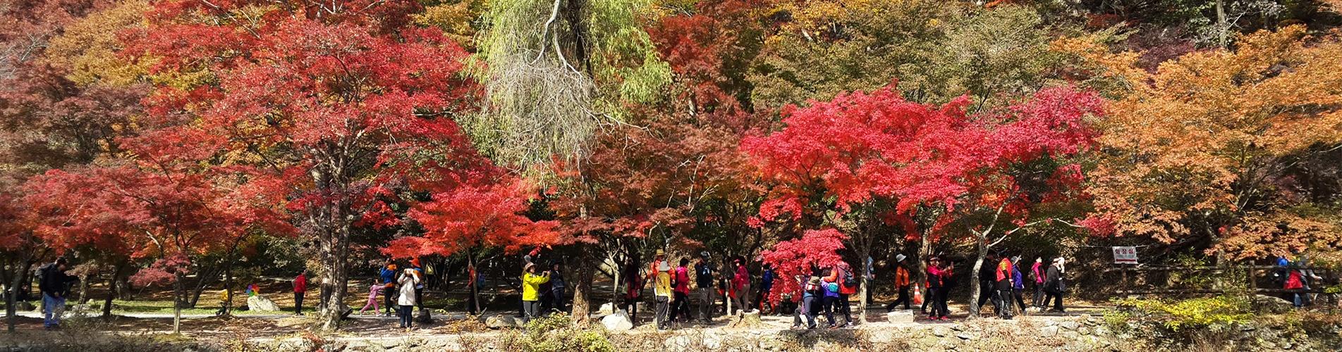 韓國1天遊·內藏山國立公園 X 千年內藏寺 X 韓牛料理午餐