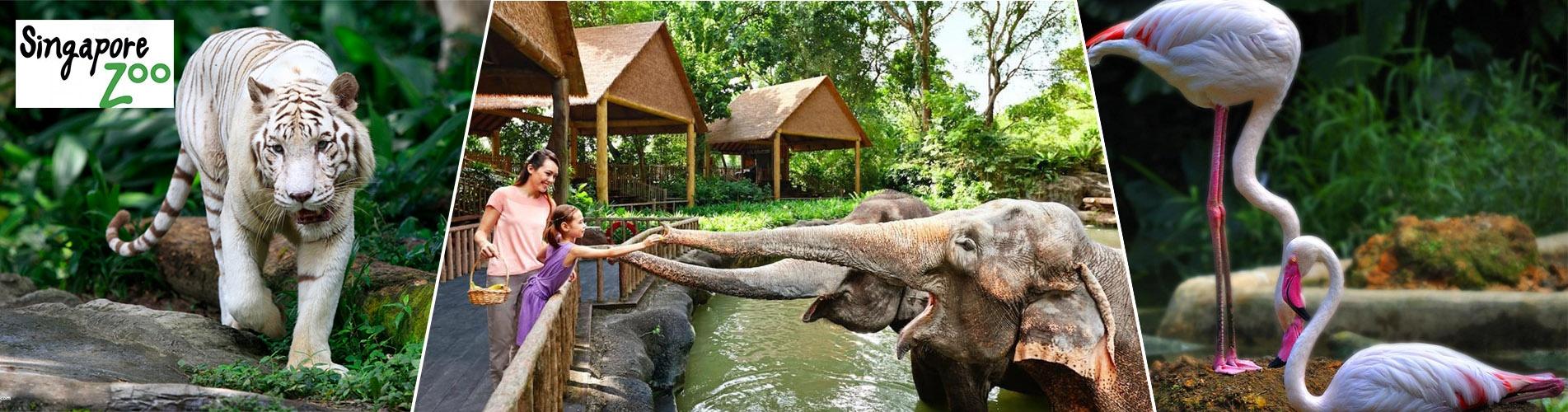 新加坡動物園門票