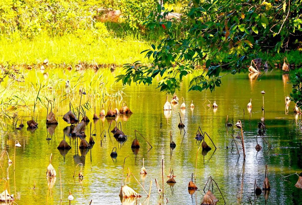 【親子遊】香港濕地公園、朗屏葡萄園、恒香老婆餅廠、流浮山海鮮餐 一天團 (小型悠閒團)