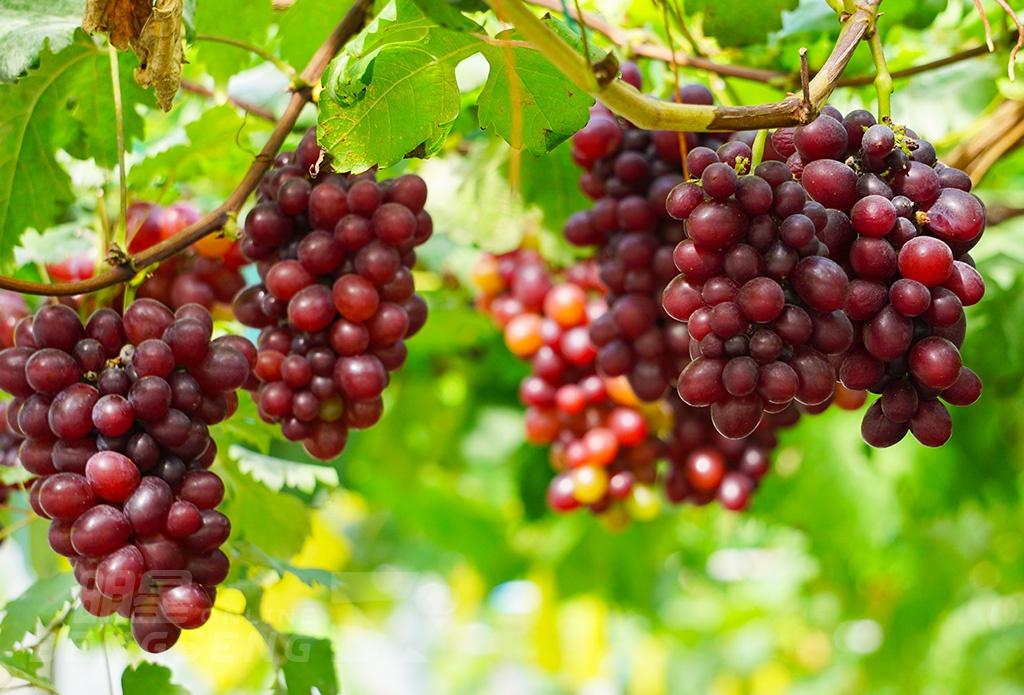 【導賞團】香港濕地公園、朗屏葡萄園、恒香老婆餅廠、流浮山海鮮餐 一天團 (包團)