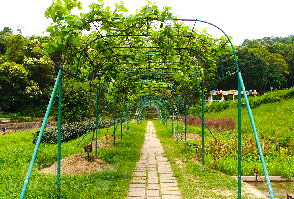 【自然風光】西貢橋咀洲 (菠蘿石) 海岸公園、獅子會自然教育中心、海鮮風味宴 一天團 (小型悠閒團)