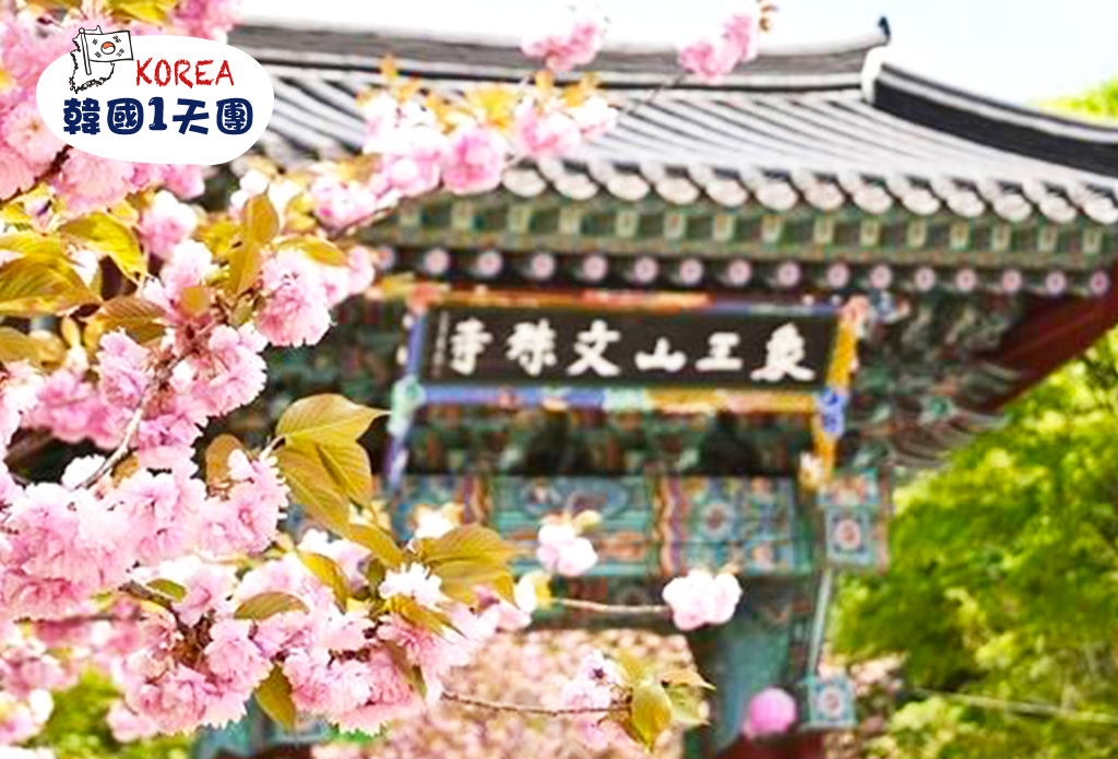 【八重櫻細賞】瑞山開心寺 X 文殊寺八重櫻庭園 X 有機草莓任食 一天團 (KSS-0109) 首爾出發