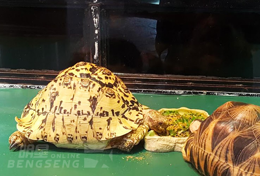 【親子遊】嘉道理農場暨植物園、壽桃牌星級麵館、屯門爬蟲世界 一天團 (小型悠閒團)