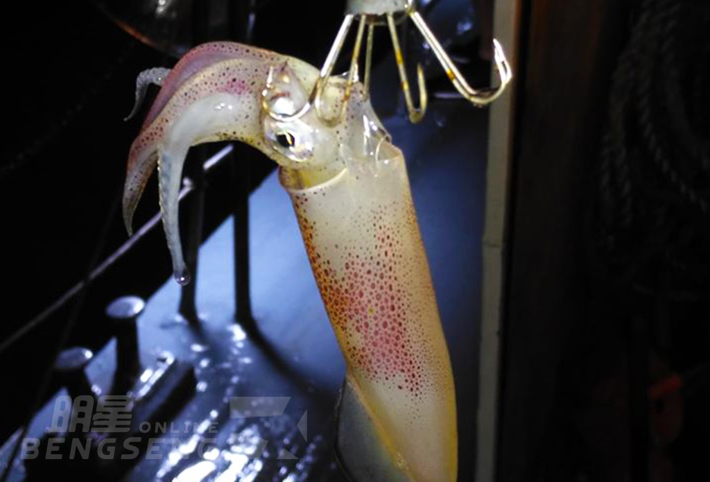【海上行程】夜釣墨魚、船上泰式自助餐樂逍遙遊