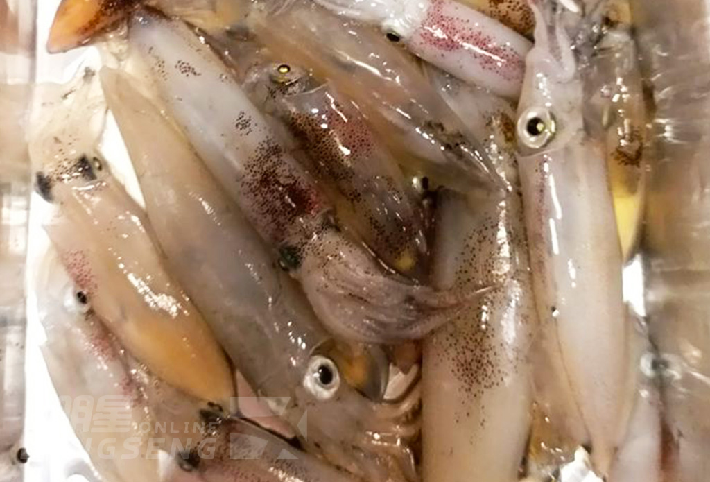 【海上行程】夜釣墨魚、船上泰式自助餐樂逍遙遊